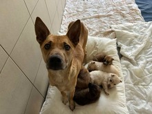 RAMIA, Hund, Mischlingshund in Slowakische Republik - Bild 9
