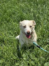 LAURA, Hund, Mischlingshund in Bulgarien