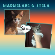 STELA, Katze, Hauskatze in Alfeld - Bild 1