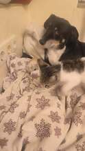 STELA, Katze, Hauskatze in Alfeld - Bild 10