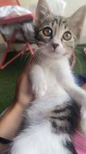 STELA, Katze, Hauskatze in Alfeld - Bild 11