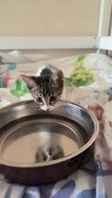 STELA, Katze, Hauskatze in Alfeld - Bild 2
