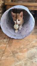STELA, Katze, Hauskatze in Alfeld - Bild 3
