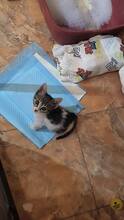 STELA, Katze, Hauskatze in Alfeld - Bild 4
