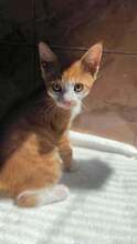 STELA, Katze, Hauskatze in Alfeld - Bild 5