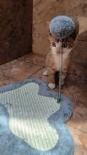 STELA, Katze, Hauskatze in Alfeld - Bild 7