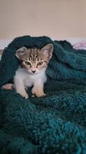 STELA, Katze, Hauskatze in Alfeld - Bild 8