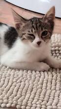 STELA, Katze, Hauskatze in Alfeld - Bild 9