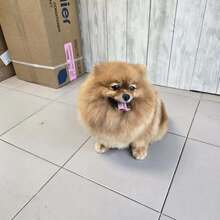 KIMI, Hund, Pomeranian in Bulgarien - Bild 1