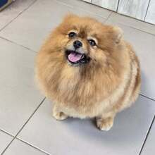 KIMI, Hund, Pomeranian in Bulgarien - Bild 2