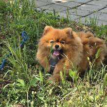 KIMI, Hund, Pomeranian in Bulgarien - Bild 3