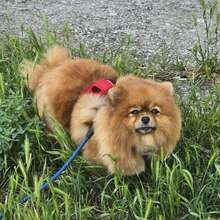 KIMI, Hund, Pomeranian in Bulgarien - Bild 4