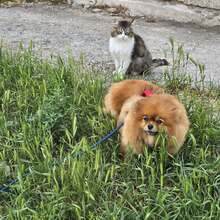KIMI, Hund, Pomeranian in Bulgarien - Bild 5
