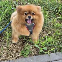KIMI, Hund, Pomeranian in Bulgarien - Bild 6