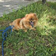 KIMI, Hund, Pomeranian in Bulgarien - Bild 7
