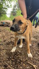 GINA, Hund, Mischlingshund in Bulgarien - Bild 1
