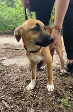 GINA, Hund, Mischlingshund in Bulgarien - Bild 2
