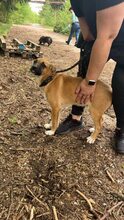 GINA, Hund, Mischlingshund in Bulgarien - Bild 4