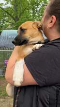 GINA, Hund, Mischlingshund in Bulgarien - Bild 5