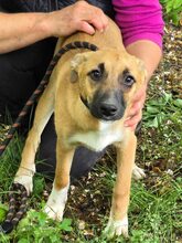 GINA, Hund, Mischlingshund in Bulgarien - Bild 6
