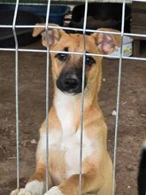 GINA, Hund, Mischlingshund in Bulgarien - Bild 7