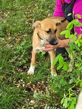 GINA, Hund, Mischlingshund in Bulgarien - Bild 8