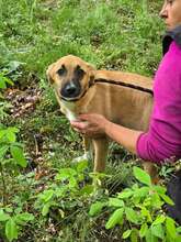GINA, Hund, Mischlingshund in Bulgarien - Bild 9