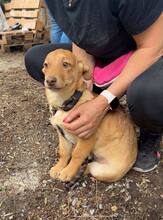 JILL, Hund, Mischlingshund in Bulgarien