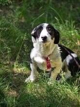 JOHN, Hund, Mischlingshund in Bulgarien