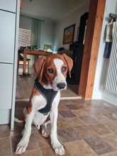 LASSE, Hund, Mischlingshund in Hüttenberg - Bild 1