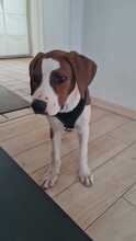 LASSE, Hund, Mischlingshund in Hüttenberg - Bild 2