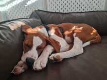 LASSE, Hund, Mischlingshund in Hüttenberg - Bild 4
