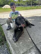 ALMA, Hund, Mischlingshund in Bulgarien - Bild 2