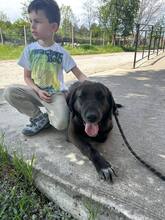 ALMA, Hund, Mischlingshund in Bulgarien - Bild 3