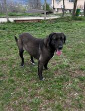 ALMA, Hund, Mischlingshund in Bulgarien - Bild 4