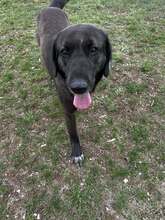 ALMA, Hund, Mischlingshund in Bulgarien - Bild 5