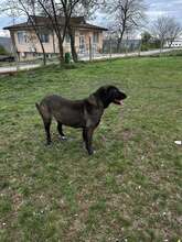 ALMA, Hund, Mischlingshund in Bulgarien - Bild 6