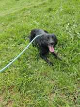 AMBRA, Hund, Mischlingshund in Bulgarien