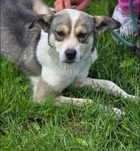 BRINA, Hund, Mischlingshund in Brieselang