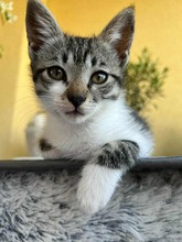 PANTELEIMONA, Katze, Europäisch Kurzhaar in Bulgarien