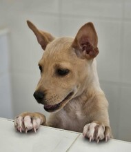LULU, Hund, Mischlingshund in Italien - Bild 10