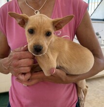 LULU, Hund, Mischlingshund in Italien - Bild 11