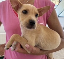 LULU, Hund, Mischlingshund in Italien - Bild 12