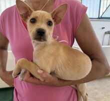 LULU, Hund, Mischlingshund in Italien - Bild 13