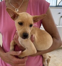 LULU, Hund, Mischlingshund in Italien - Bild 14