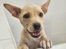 LULU, Hund, Mischlingshund in Italien - Bild 2