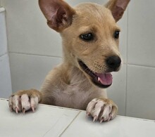 LULU, Hund, Mischlingshund in Italien - Bild 3