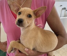 LULU, Hund, Mischlingshund in Italien - Bild 4