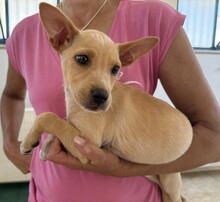 LULU, Hund, Mischlingshund in Italien - Bild 5