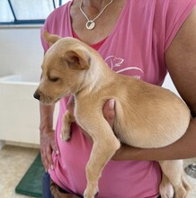 LULU, Hund, Mischlingshund in Italien - Bild 6